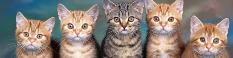 cat-banner.png