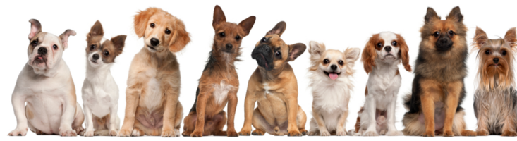 how do you a puppy how much do you dogs brainfall how do you a puppy how much do you dogs brainfall