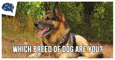 which_dog_breed_are_you_german_sheperd-400x210.jpg