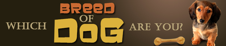 which_dog_breed_are_you_banner.jpg