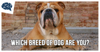 Which breed of dog are you? Which_dog_breed_are_you_bulldog-400x210